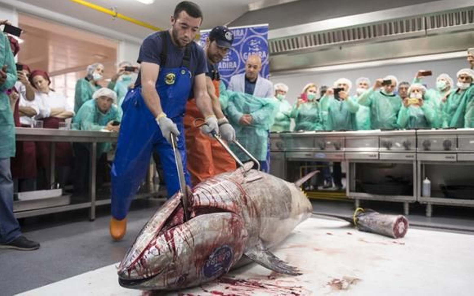 Alumnos de la escuela observan las técnicas de ronqueo del atún. /Rocío Hernández