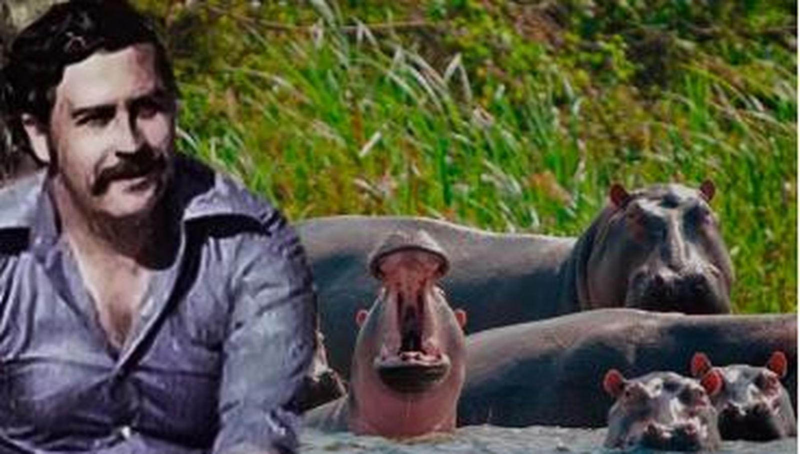 Declaran al hipopótamo como especie invasora en Colombia