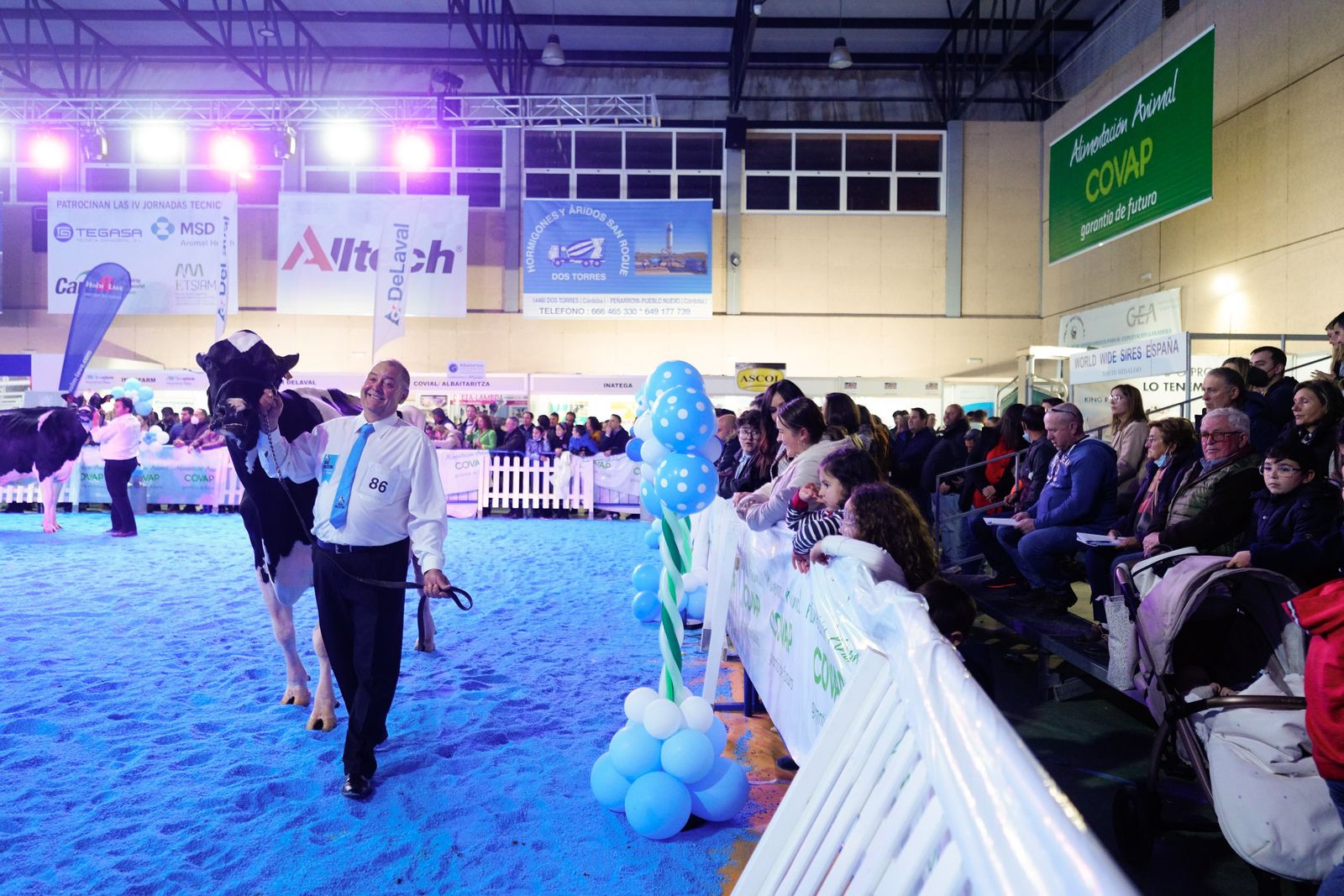 La elección de la Vaca Gran Campeona de Dos Torres, en fotografías