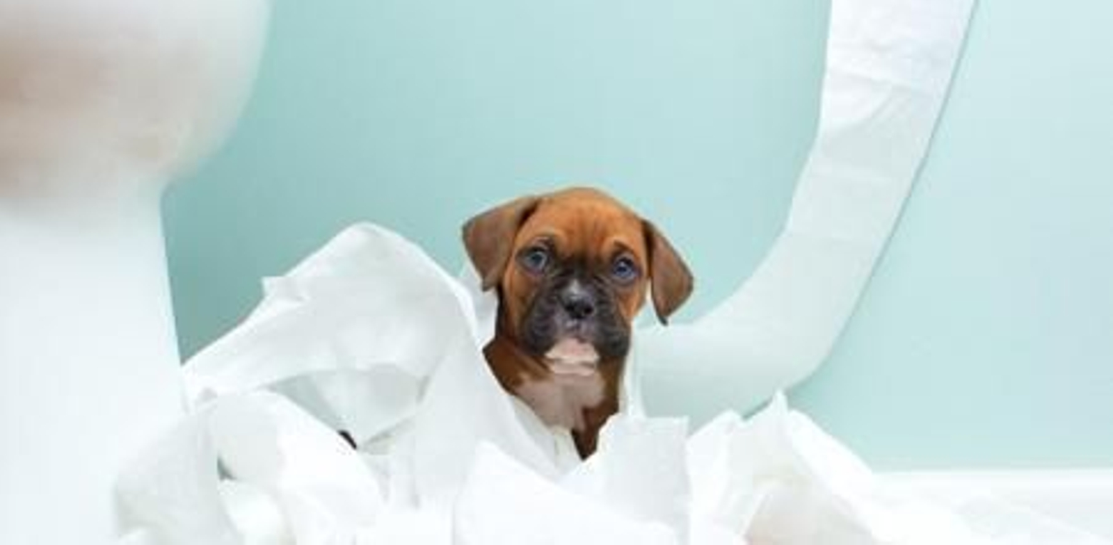 Problemas más comunes a la hora de tener un cachorro