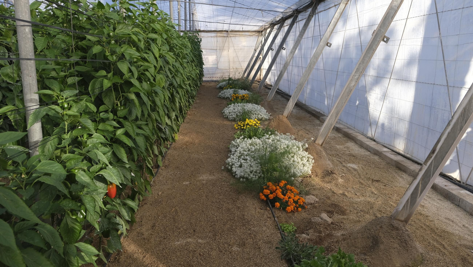 Jornada de puertas abiertas en la Estación Experimental Cajamar Las Palmerillas, en fotos