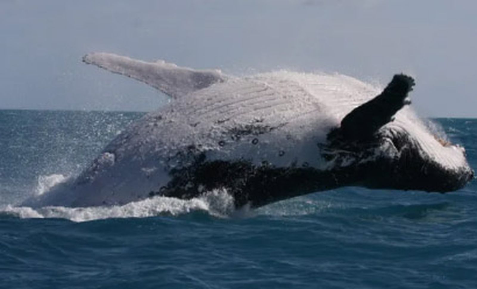 Una ballena en el mar