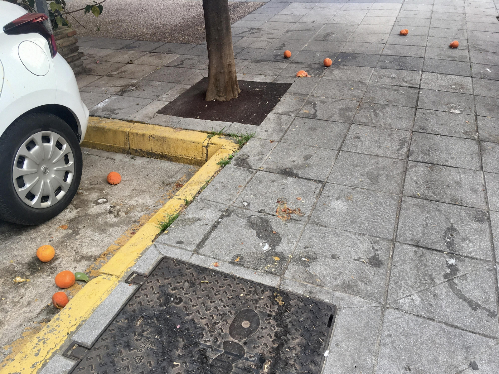 Las naranjas amargas toman las aceras de Algeciras, en imágenes