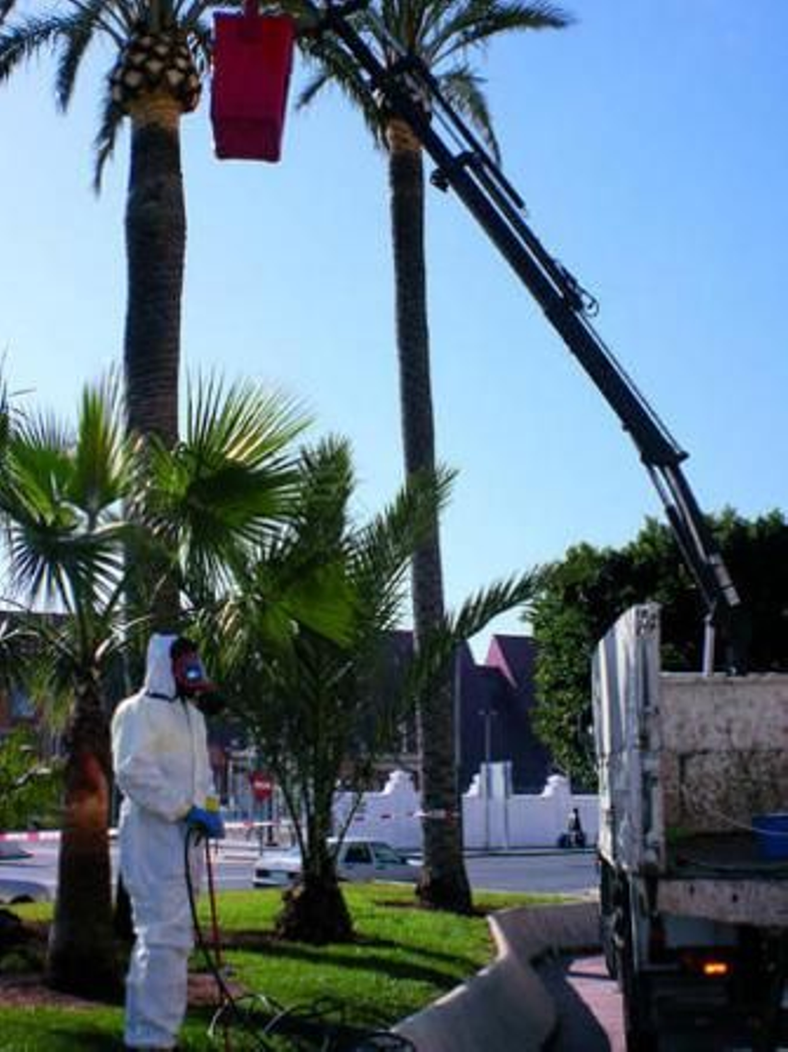 En las palmeras infectadas hay que pulverizar la copa.