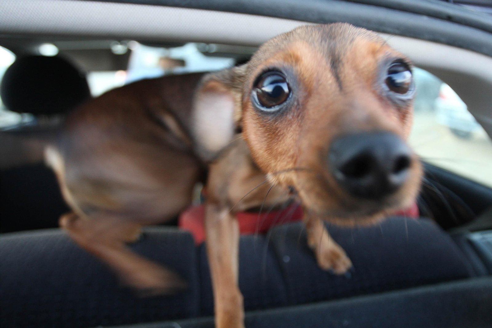 En vehículo privado, el animal nunca deben ir suelto.