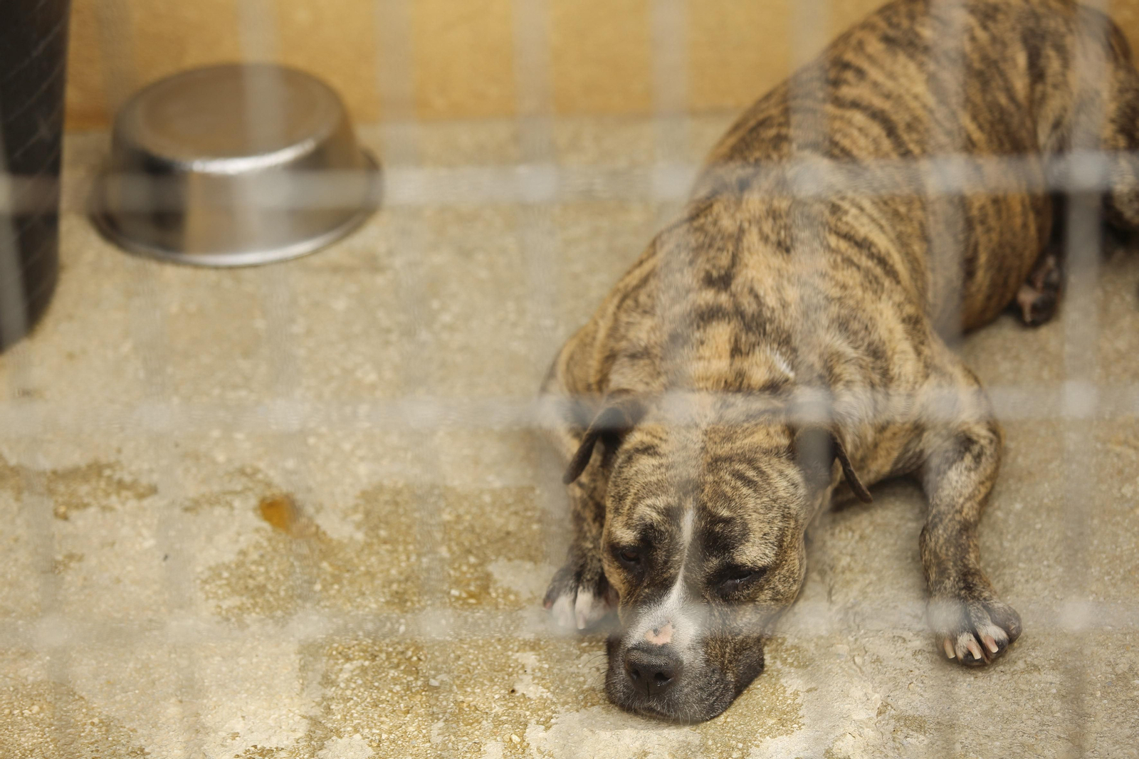 Las fotos de los animales de la Protectora de Málaga Las fotos de los animales de la Protectora de Málaga