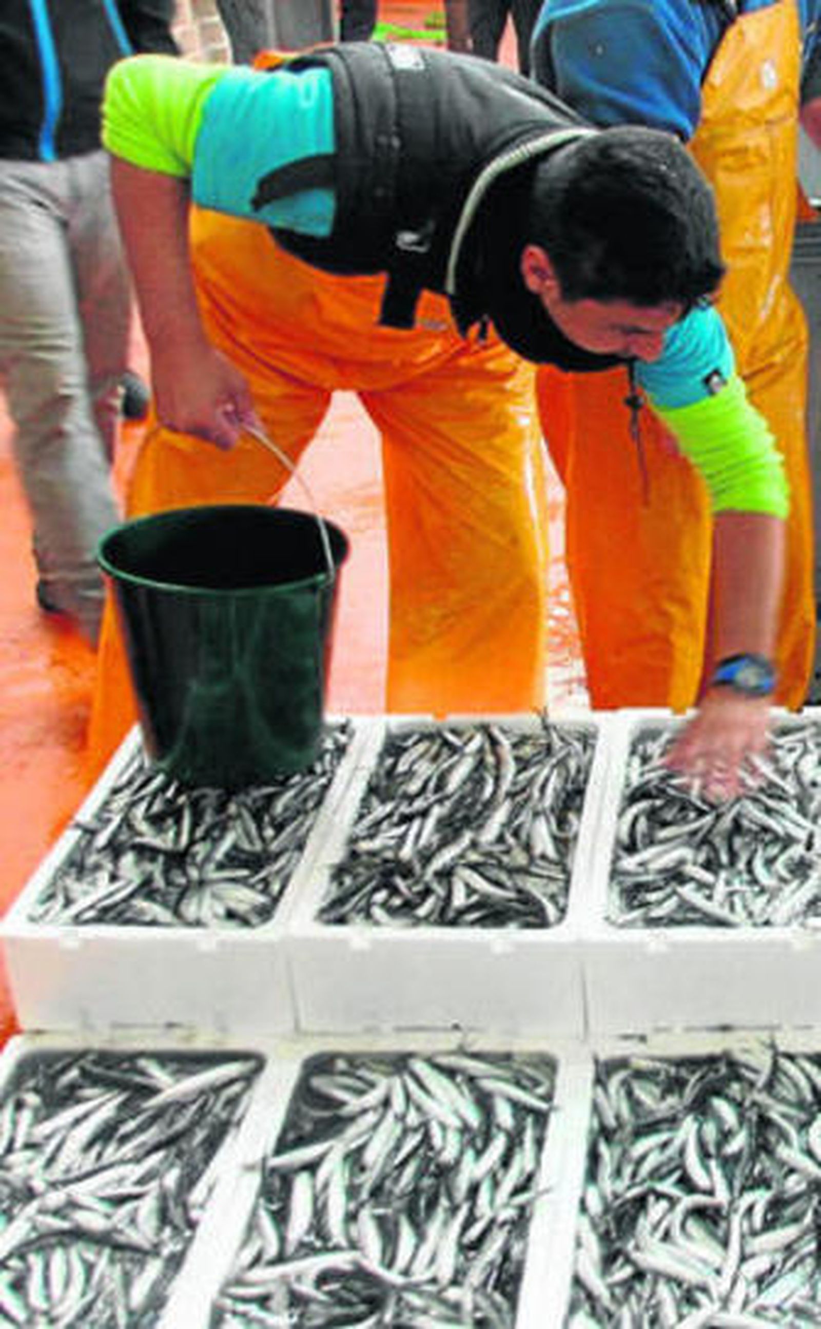 un pescador manipula boquerones en la lonja de Punta Umbría.