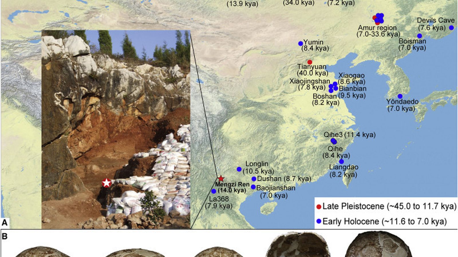 El cráneo de Mengzi en su contexto