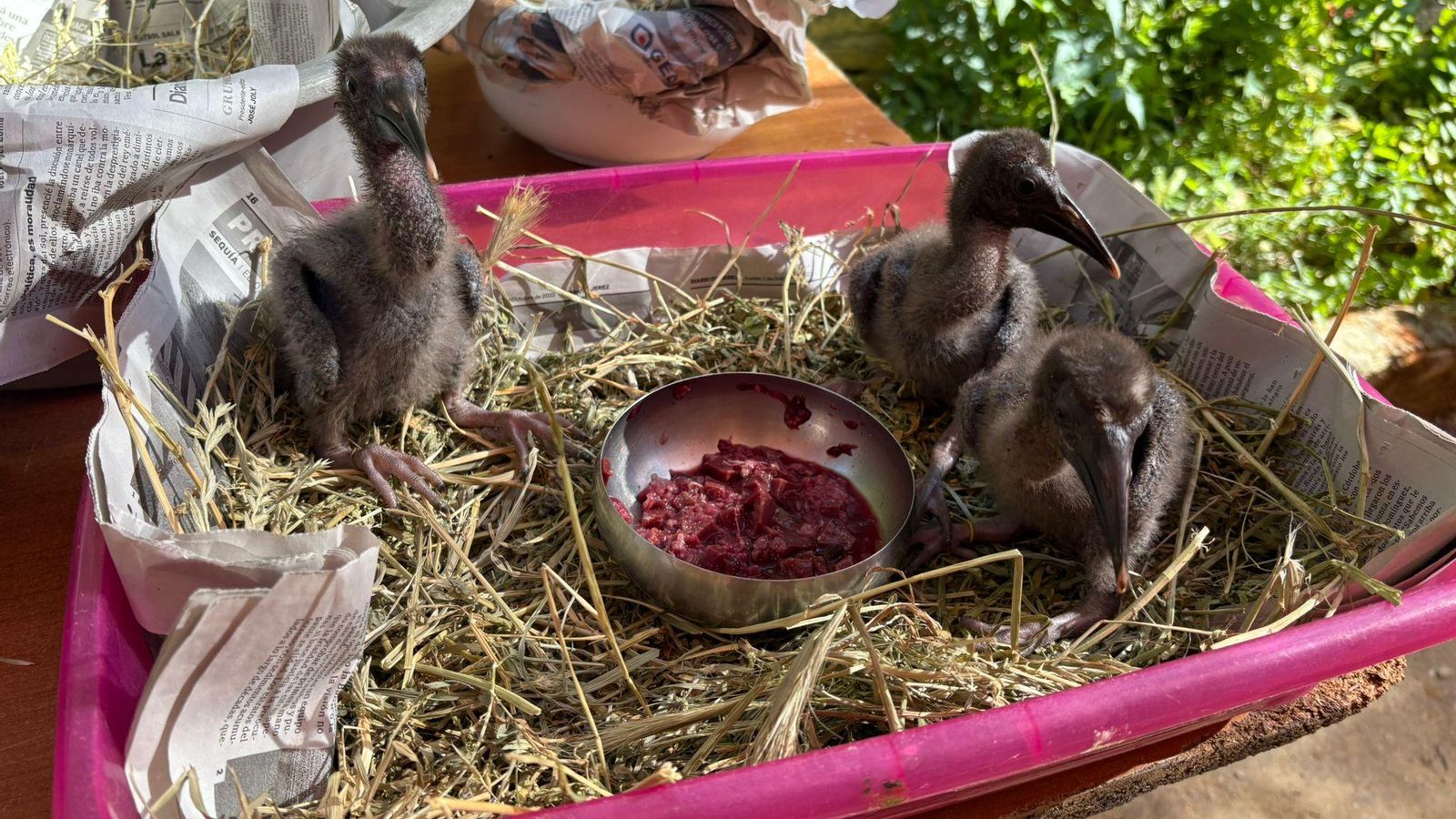 Pollos de ibis eremita.