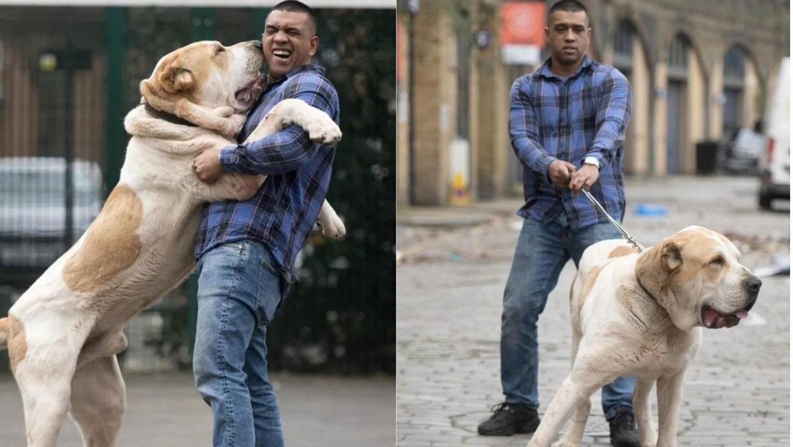 Un hombre afirma que no puede pasear a su enorme perro porque la gente piensa que es un león