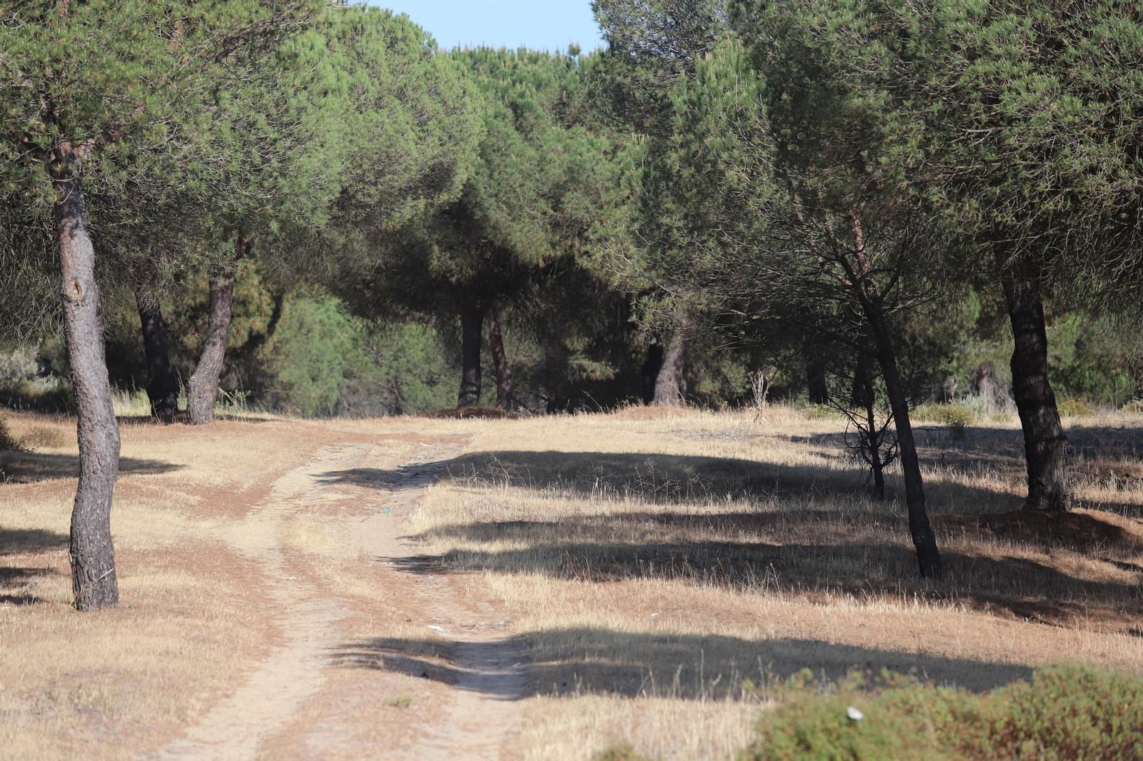Imágenes del estado en el que se encuentran los caminos del Rocío para la Romería 2023