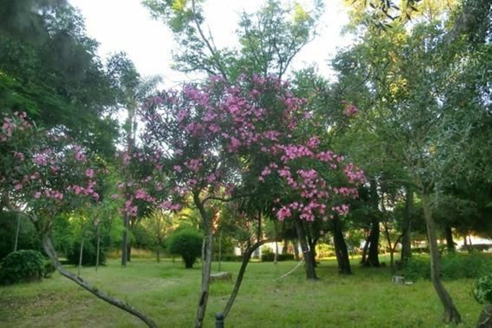 El parque de las Acacias