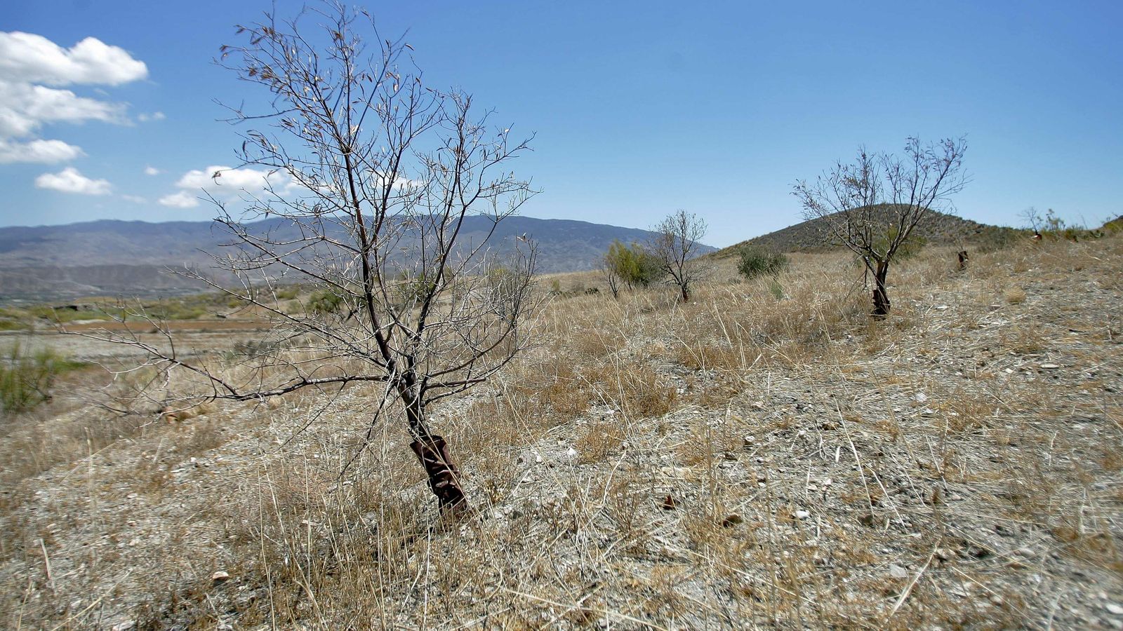 Sequía en olivar del desierto de Tabernas.