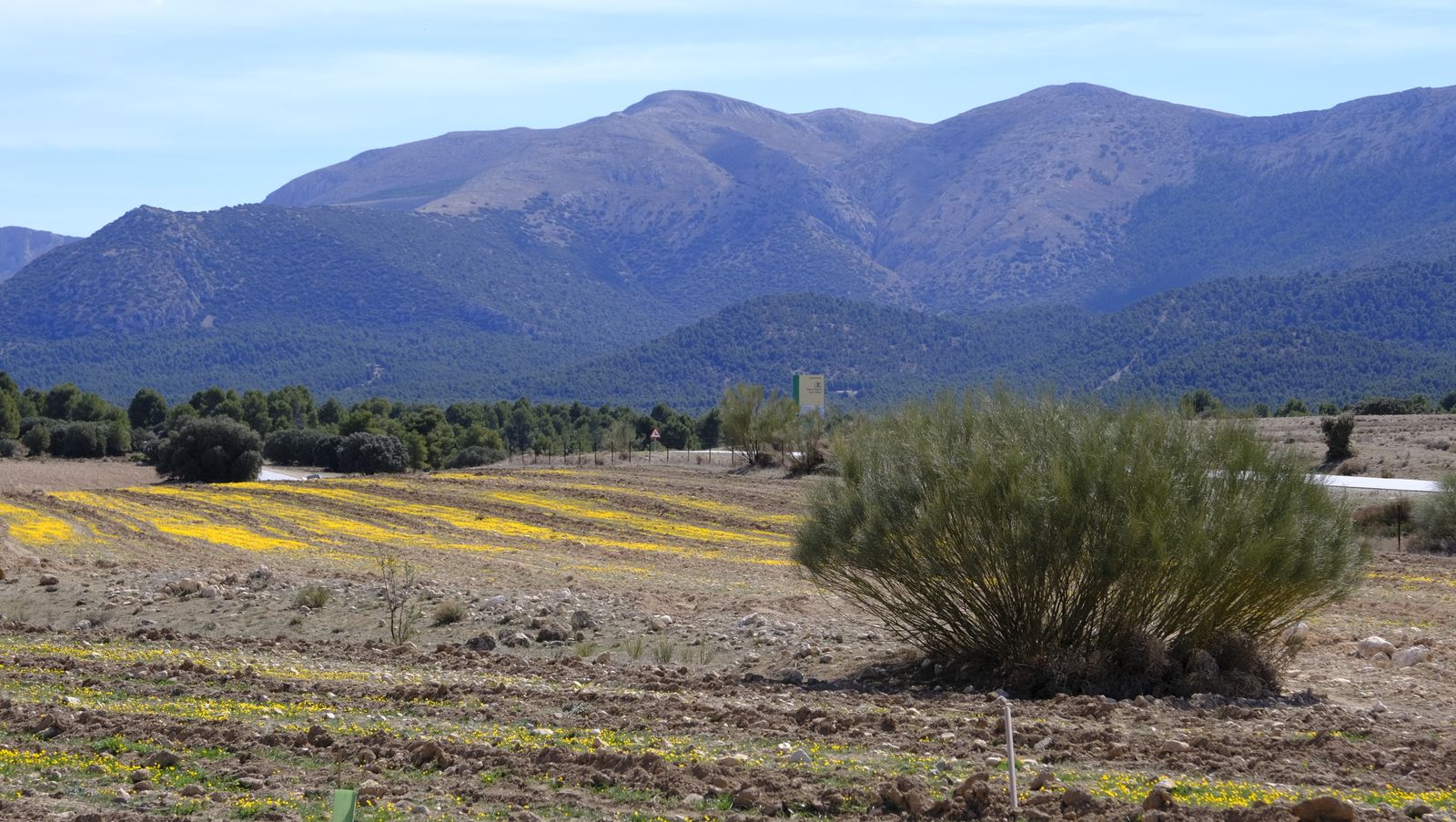 Cajamar pone 'la primera planta' para la reforestación de Sierra María-Los Vélez