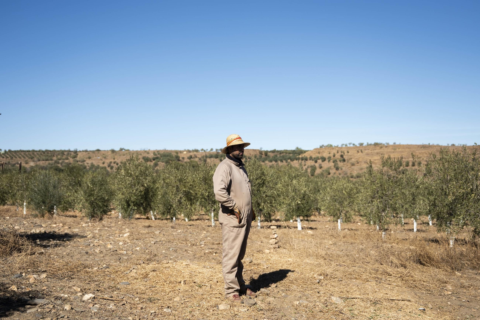 Las imágenes de la campaña recogida de acetuna en Fiñana