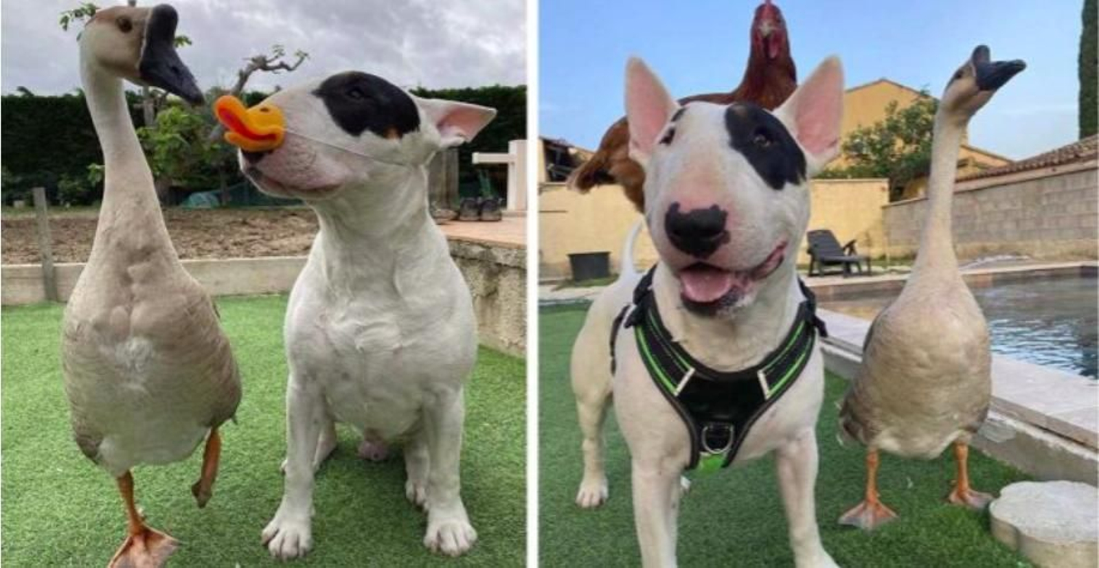 Ganso y bullterrier