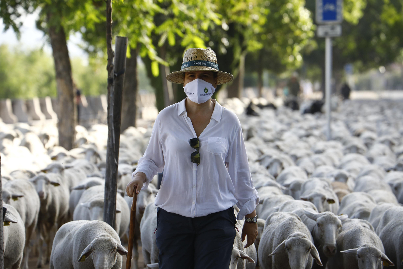 El paso de las ovejas de la ganadería Las Albaidas por Cordoba, en imágenes