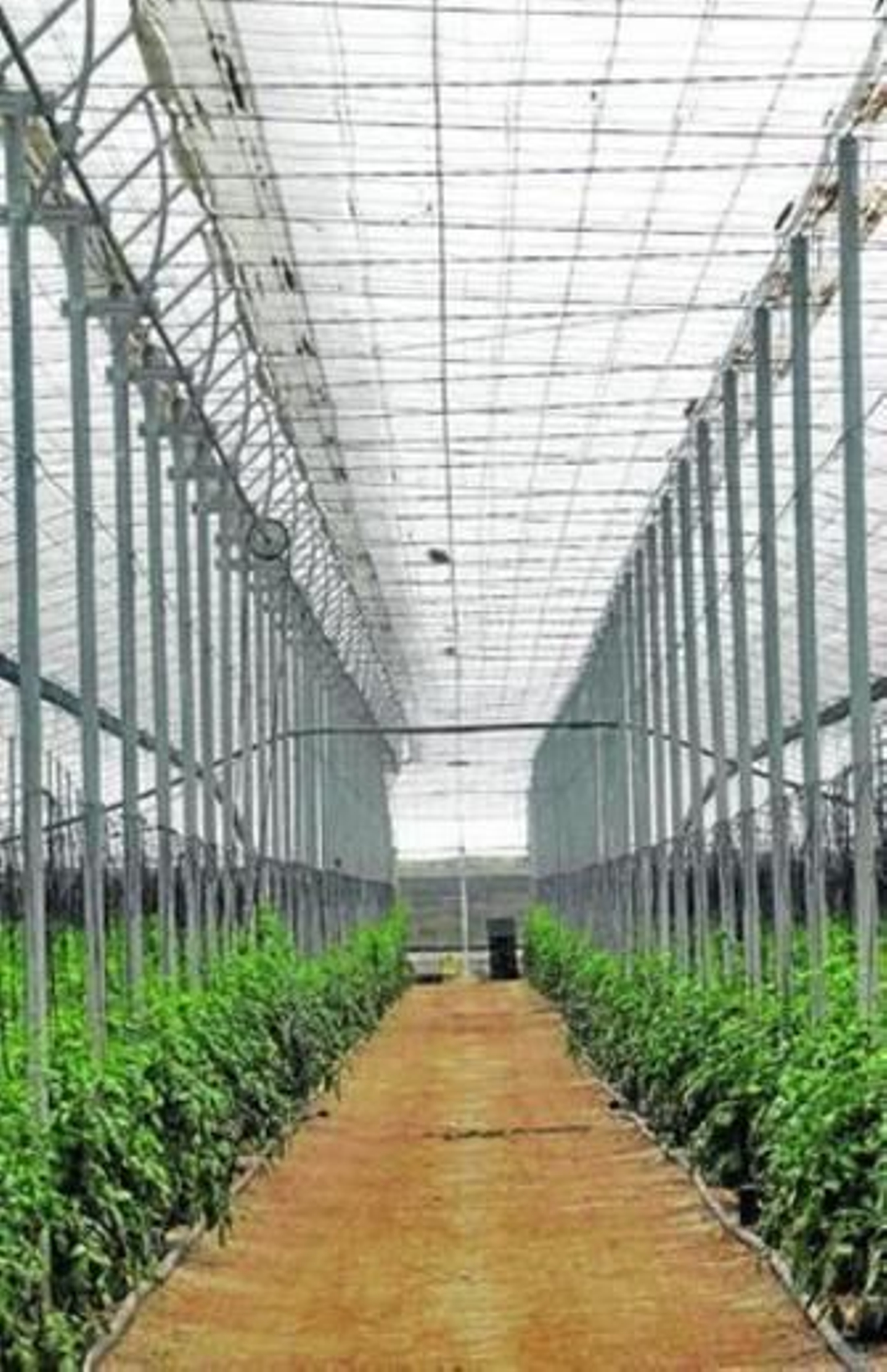 El tomate raf requiere de unas condiciones muy específicas, solo posibles en el Parque Natural.