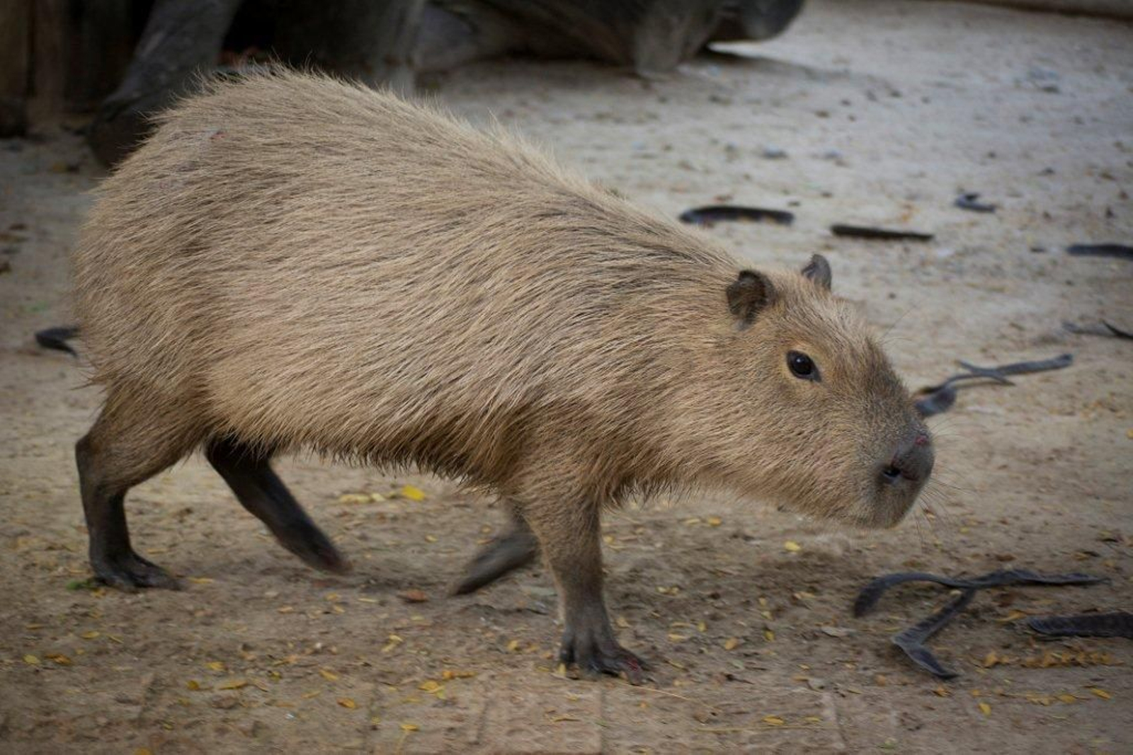 Imagen del nuevo roedor que vivirá en el zoo de Jerez.