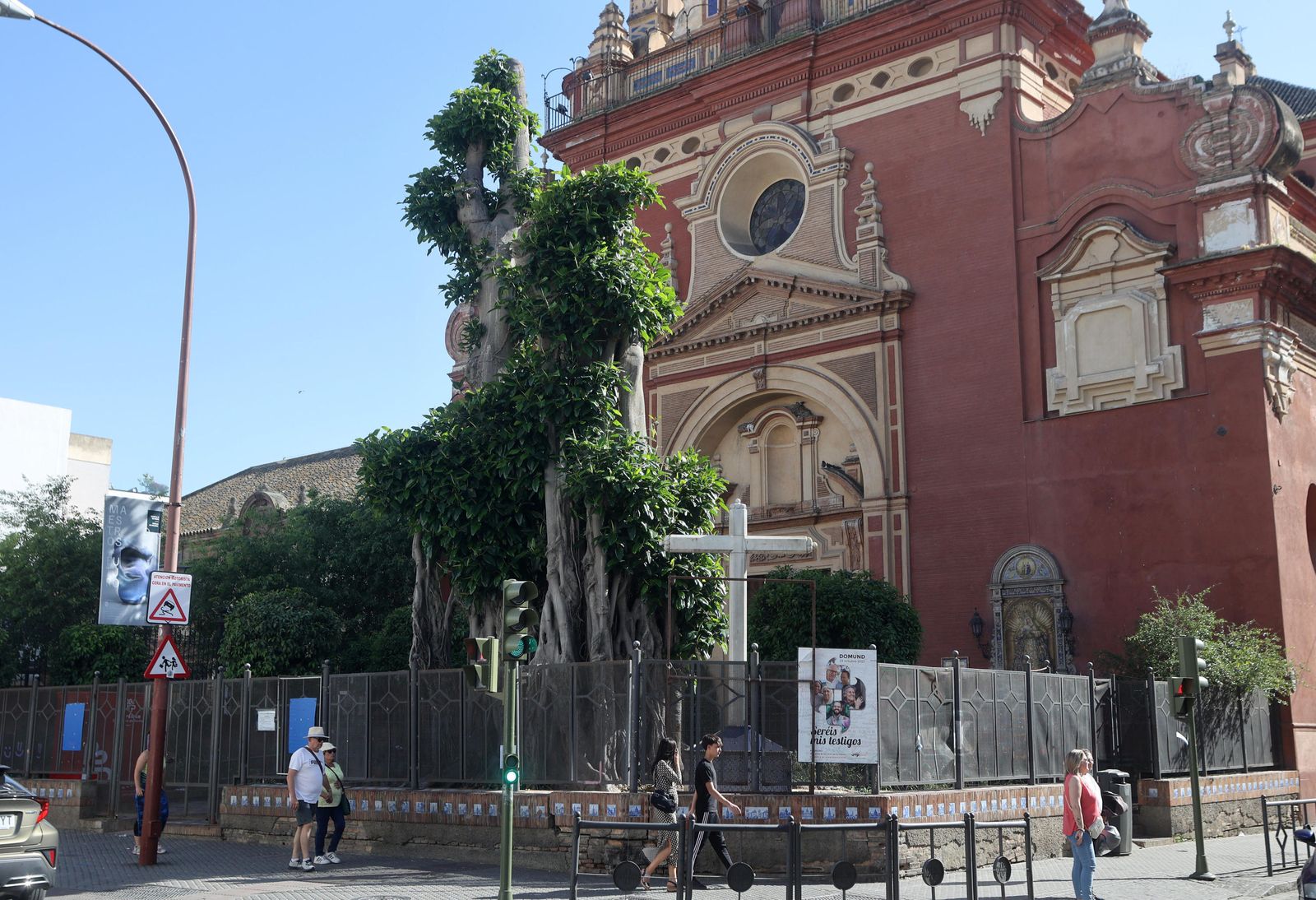 Estado actual del ficus de San Jacinto, que ha reverdecido aún más en primavera.