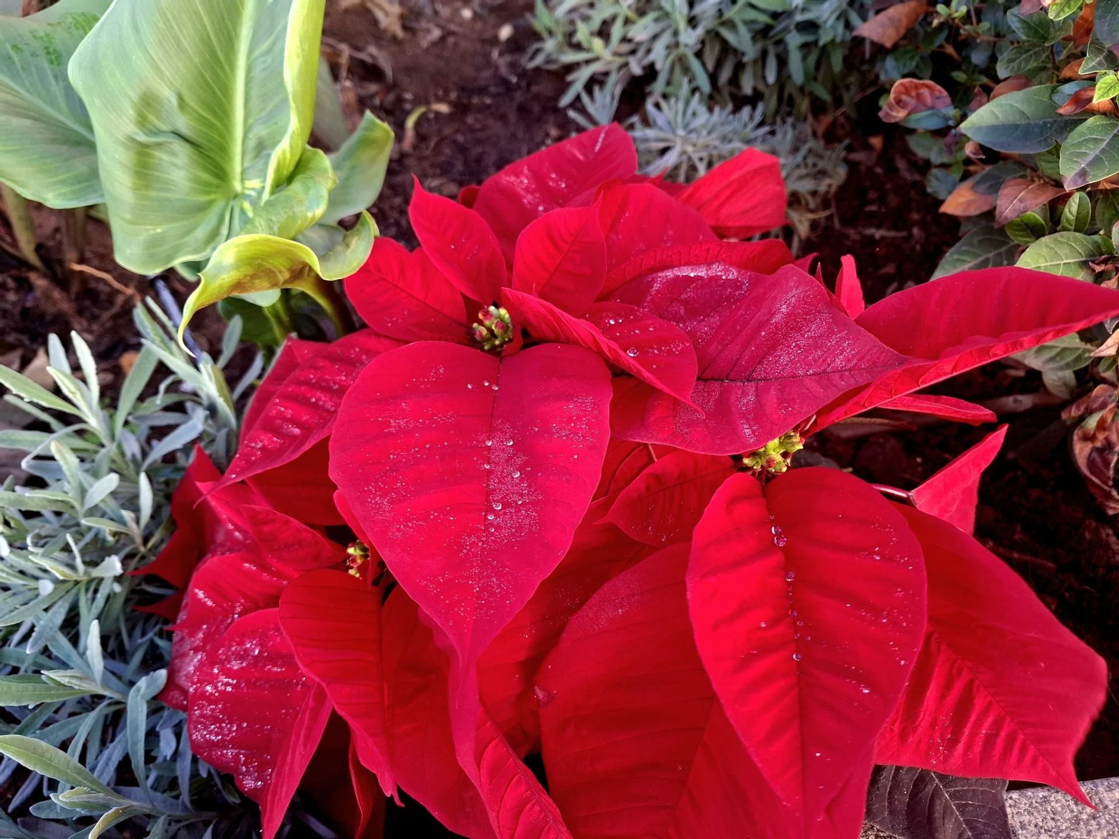 La flor de Pascua y su historia