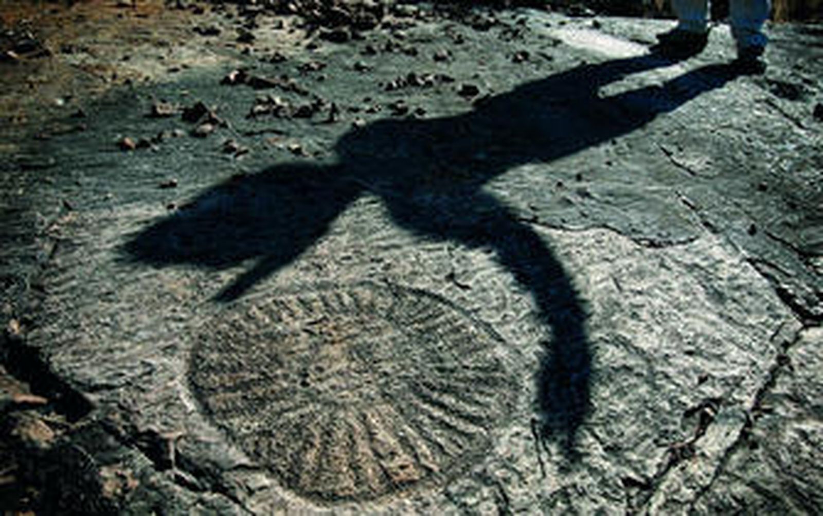 Detalle del yacimiento de fósiles de Constantina.