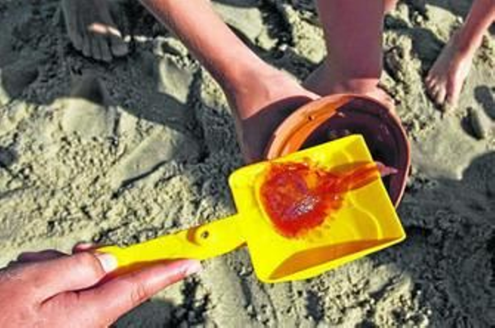 Una de las medusas encontradas este fin de semana en el litoral almeriense.