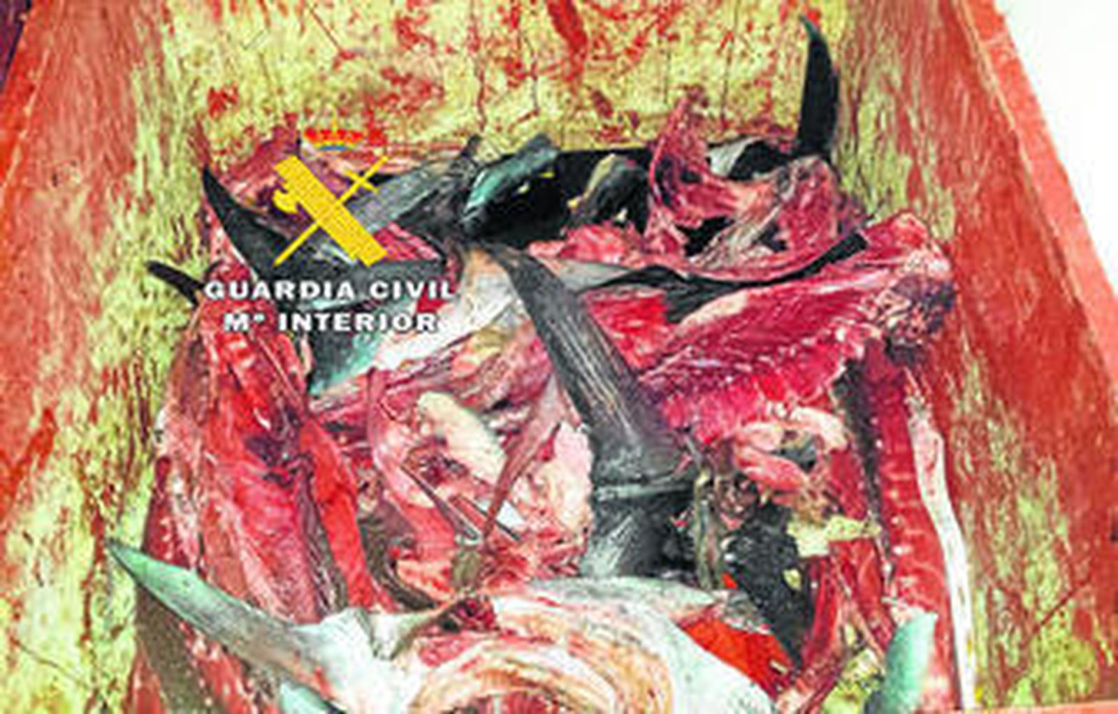 Piezas de atún intervenidas por la Guardia Civil.