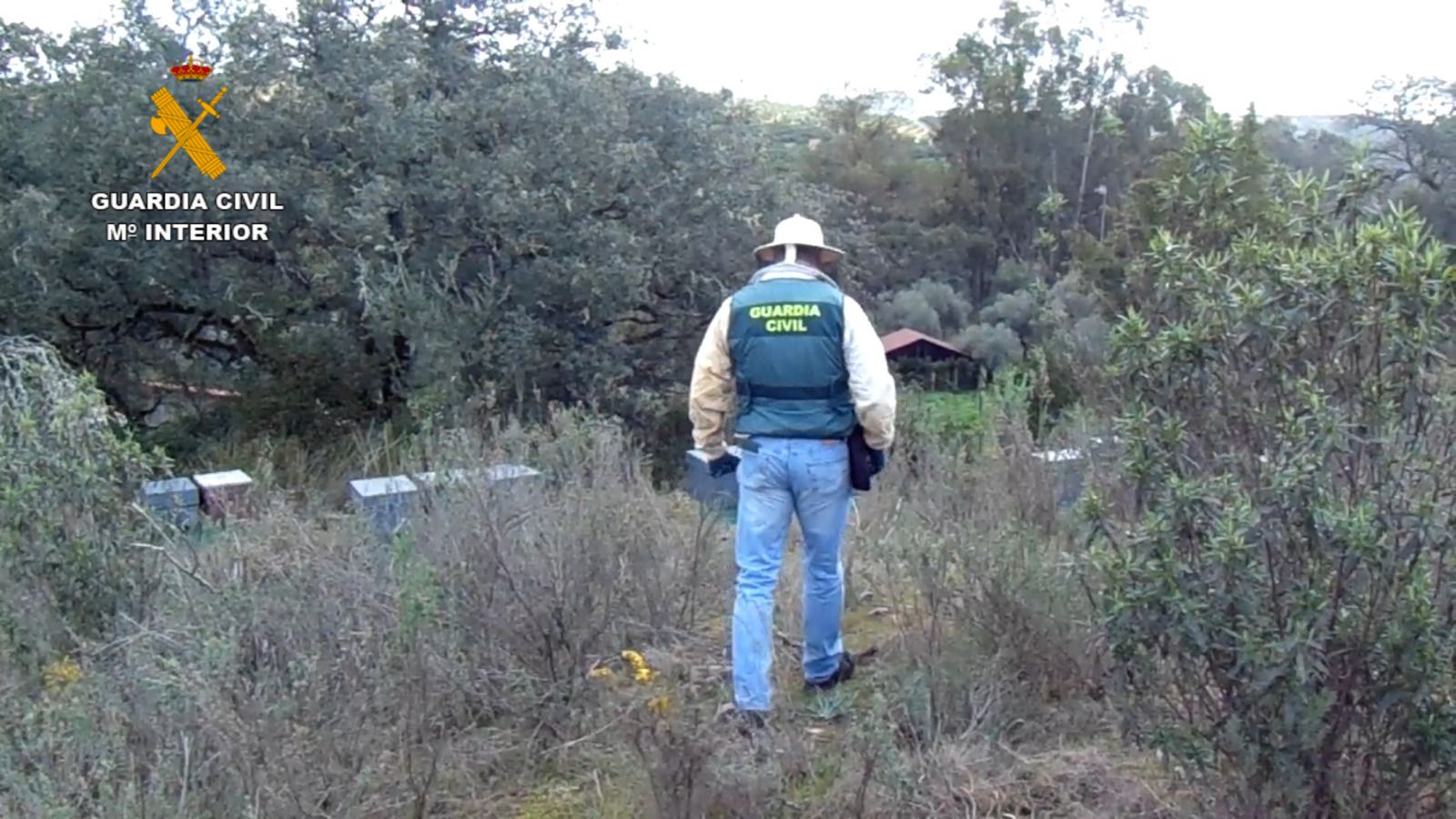 Un agente de la Guardia Civil supervisa las colmenas.