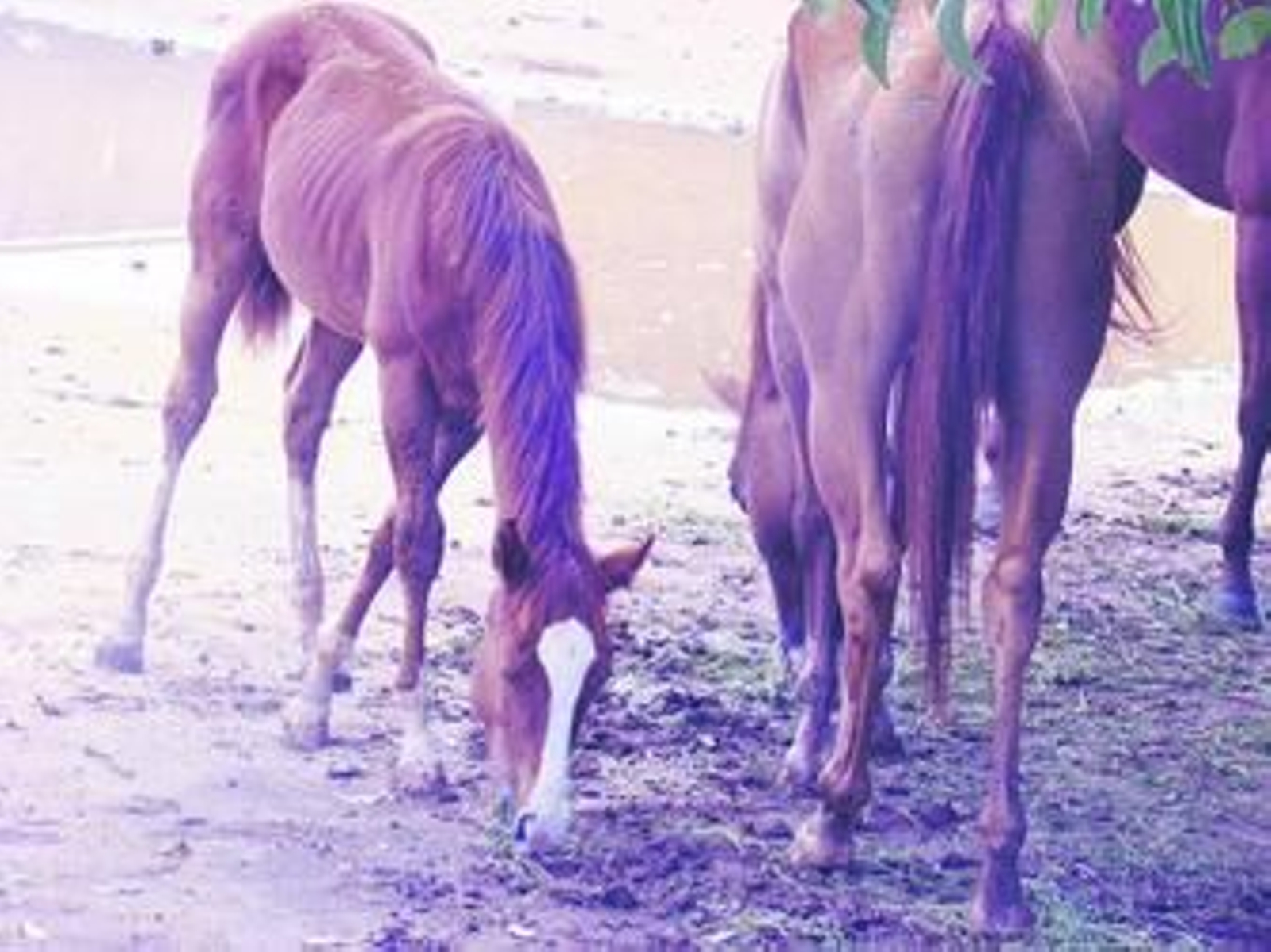 Roban en Castellón varios caballos americanos con identidades falsas