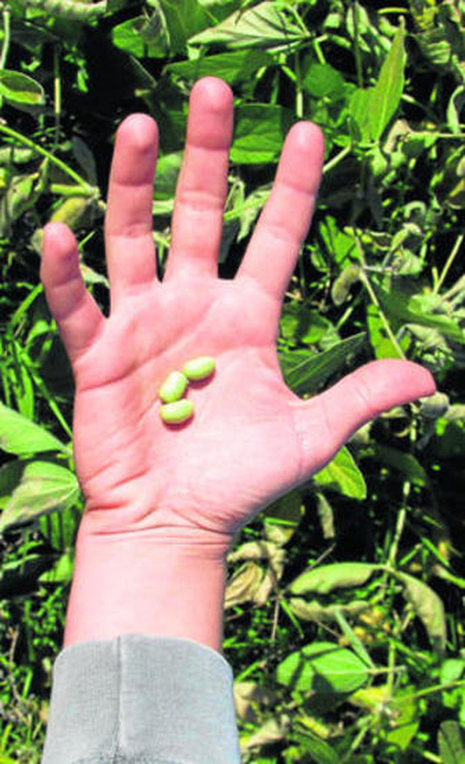 El grano tiene gran cantidad de proteínas de alto valor biológico.