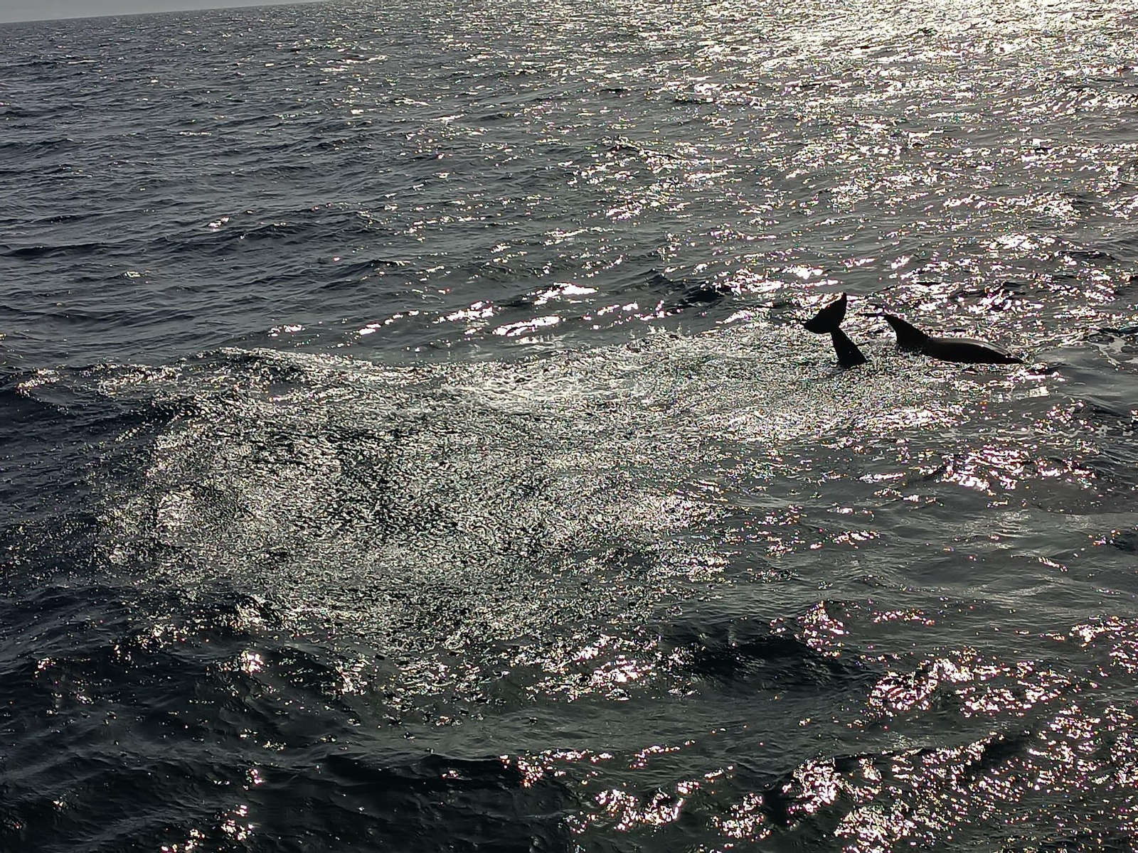 Avistamiento de cetáceos y aves por el Estrecho