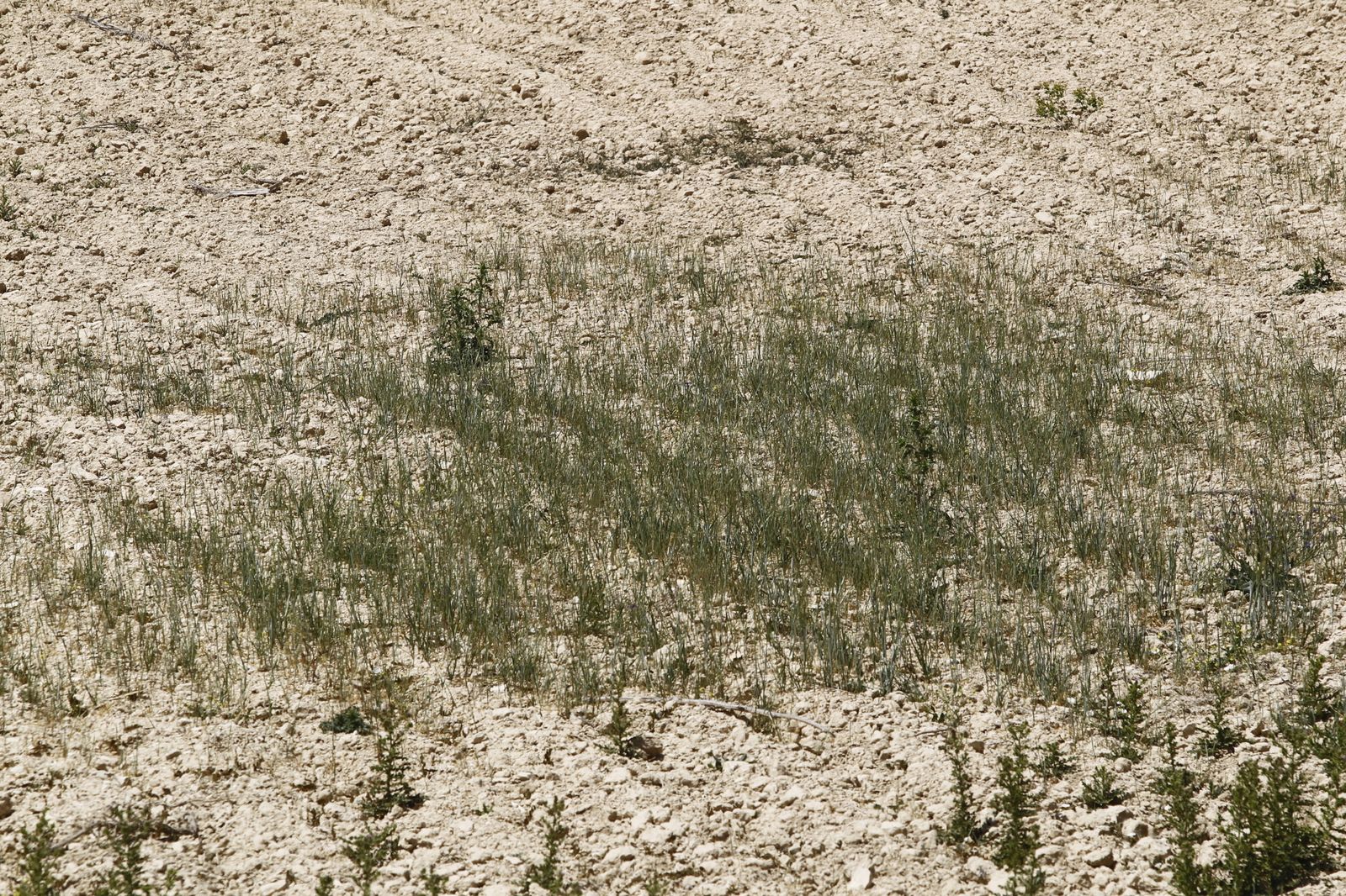 Imágenes de la sequía que golpea con dureza la producción de cereal en Los Vélez