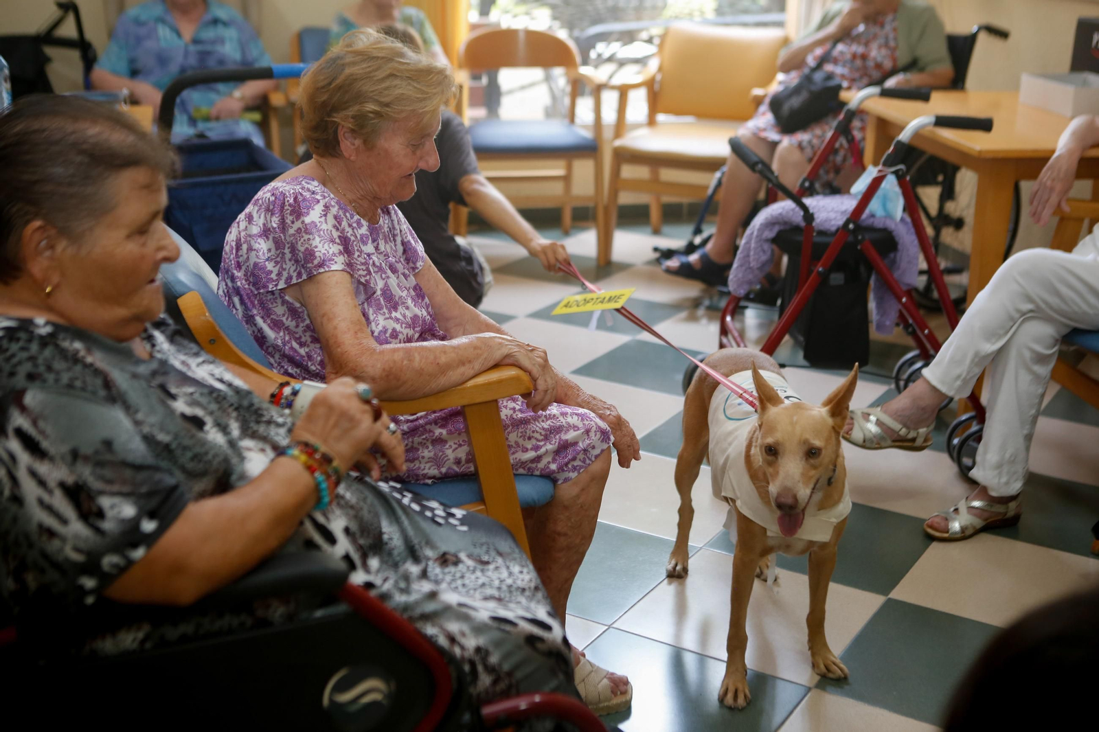 La visita de los perros de la protectora de Los Barrios a la residencia de mayores, en imágenes