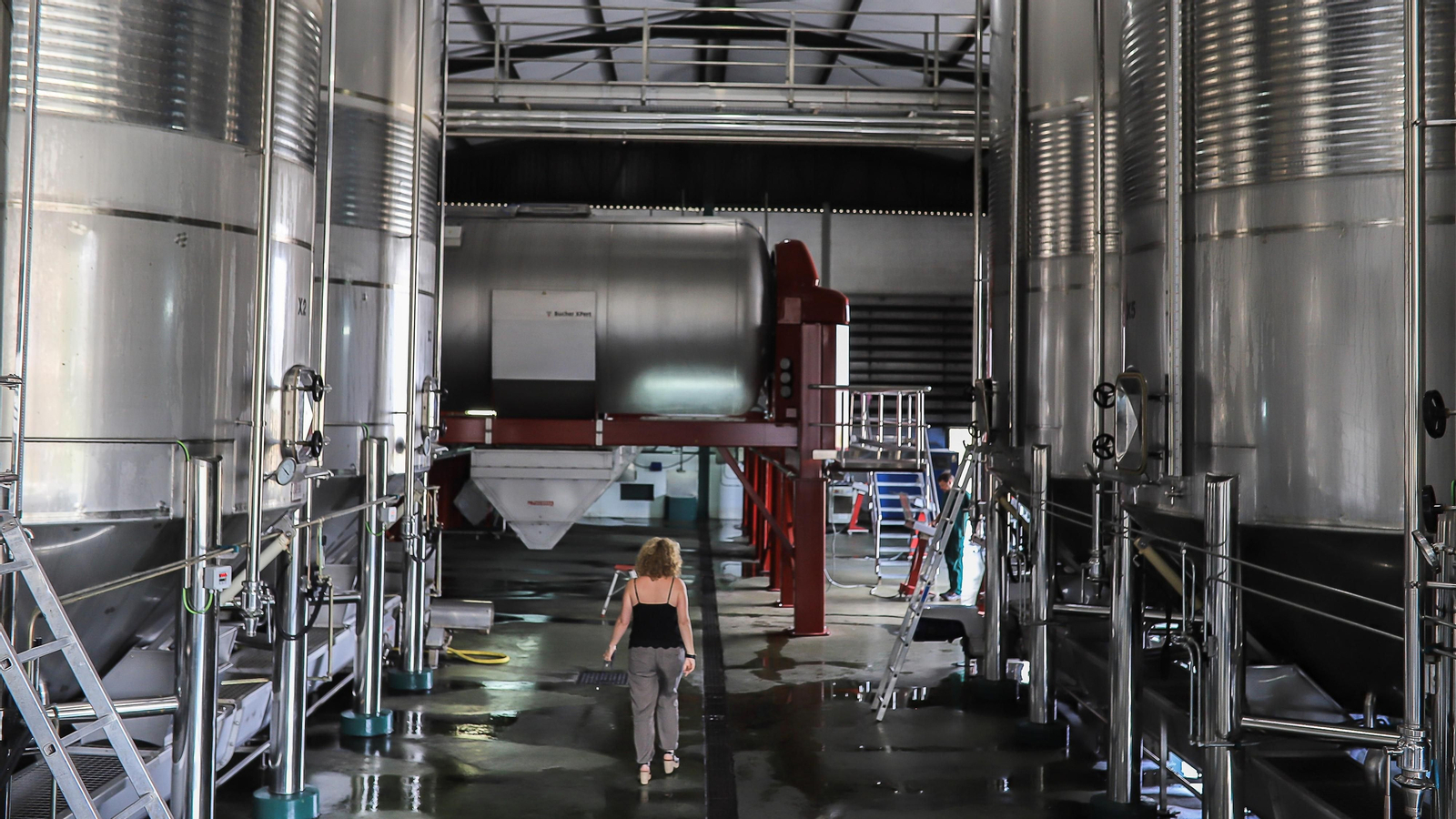 Imágenes de la vendimia de Bodega Estévez