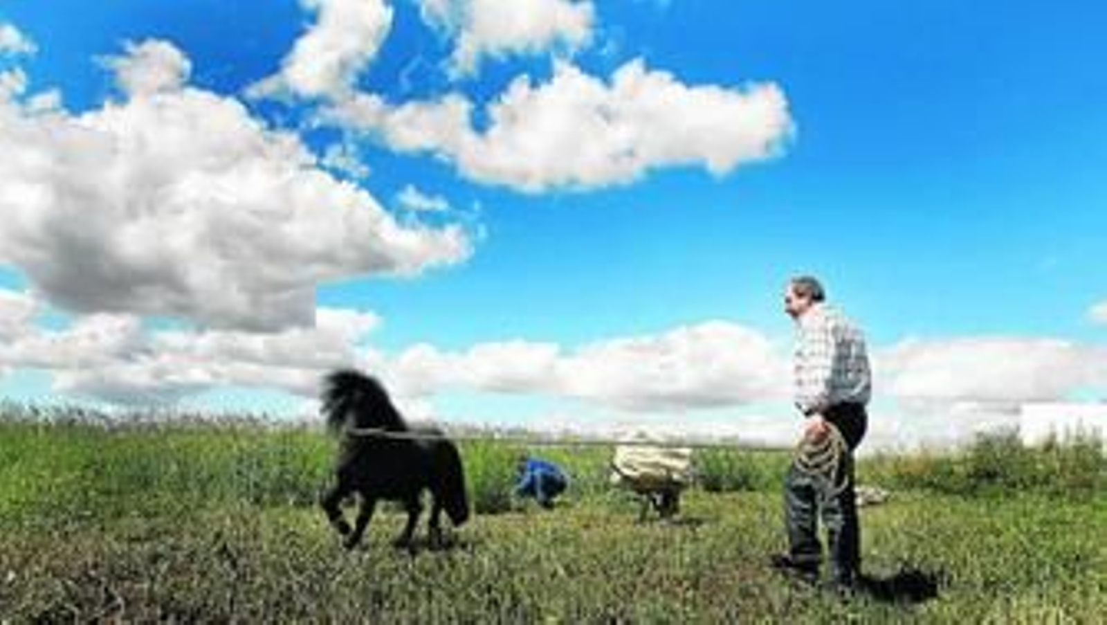 Un hombre adiestra a un pony en un solar a las afueras de Almonte.