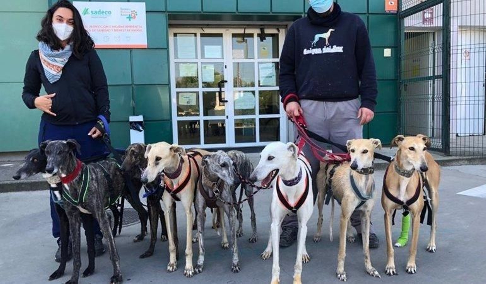 Galgos rescatados. Galgos rescatados.