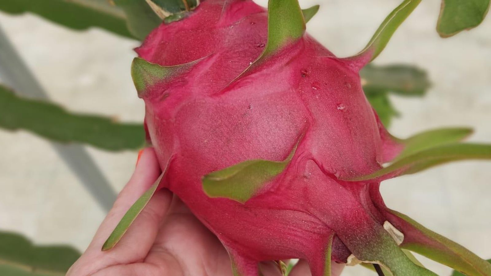 Pitayas producidas por Mochana Green esta semana