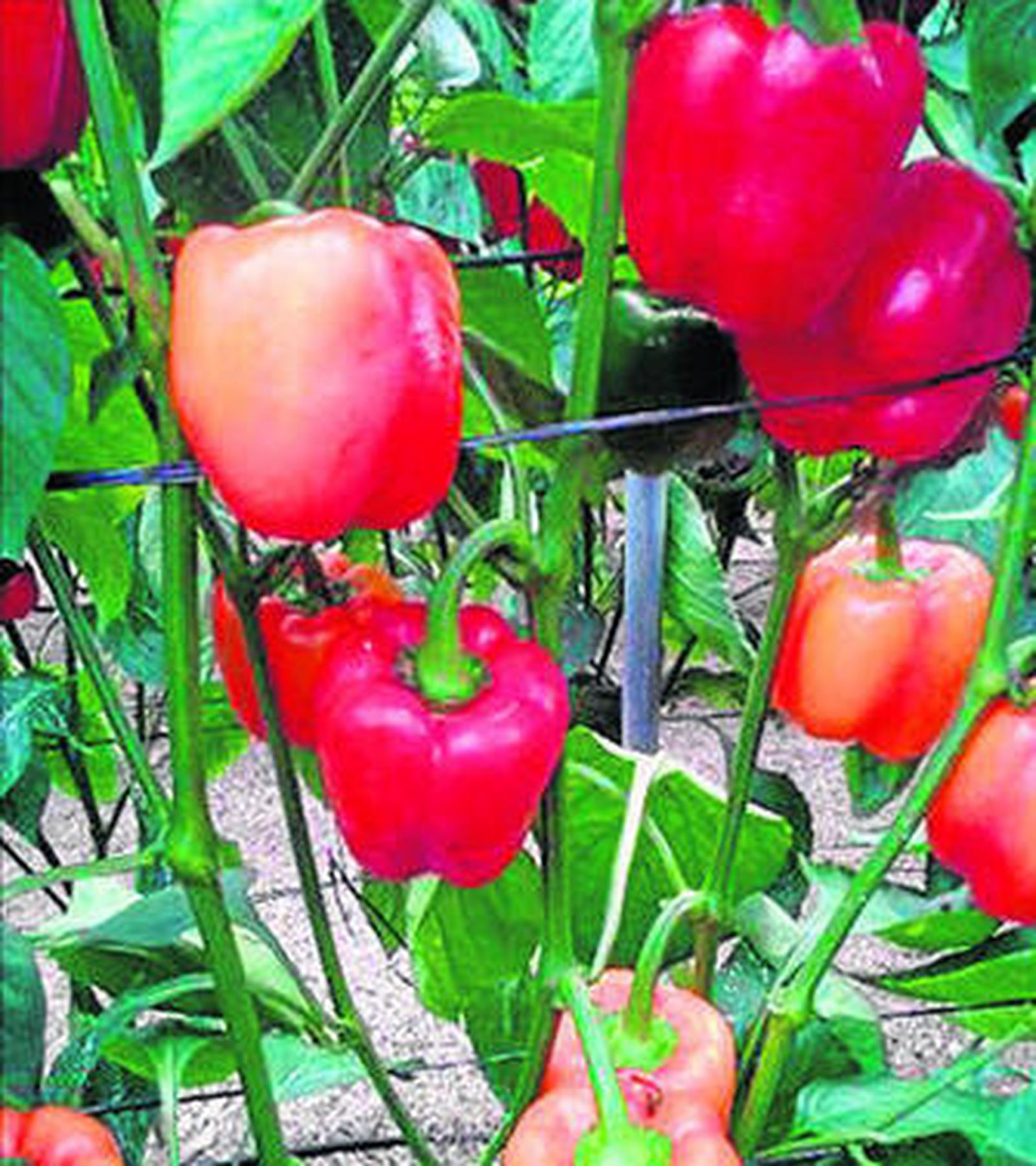 Síntomas del virus en el fruto.