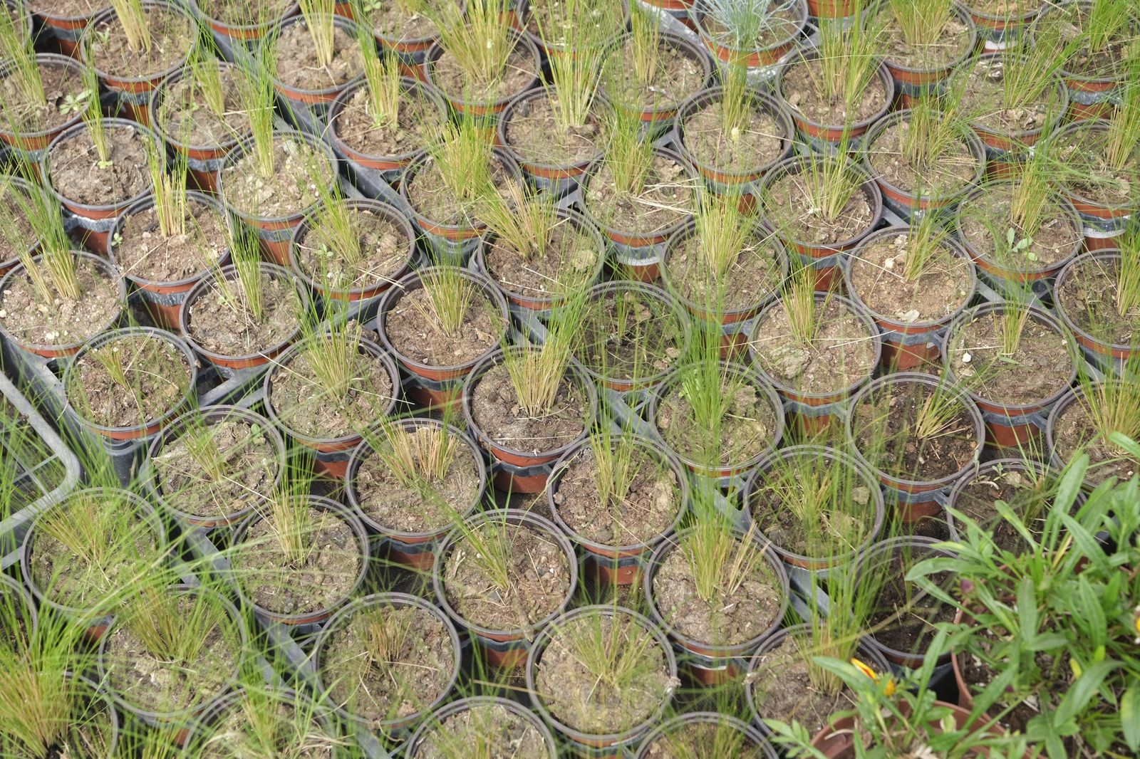 Fotogalería de la visita al vivero municipal de Almería.