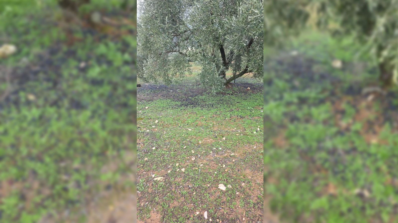Aceitunas del olivar tradicional en el suelo en la zona norte de la comarca de Antequera.