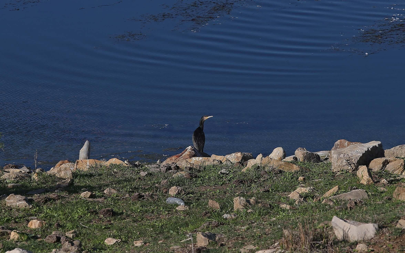 Aves en el acuífero de la Huerta de Las Pilas en Algeciras.