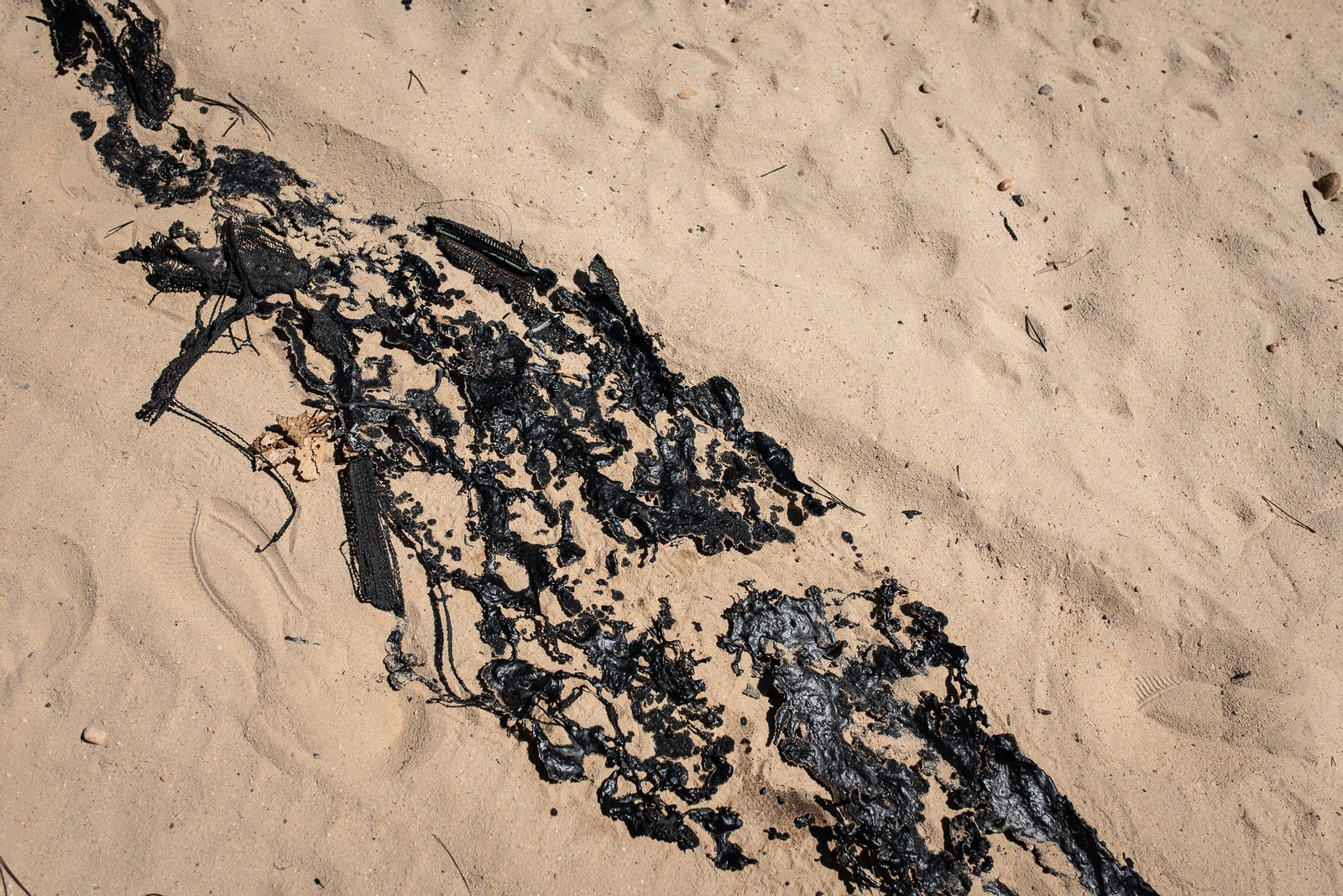 El rastro del incendio de Almonte en imágenes