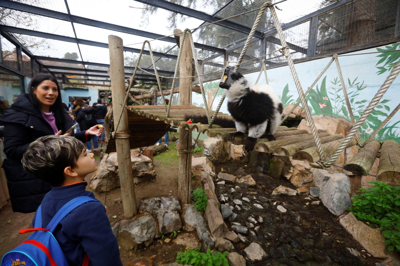 Así son las Aulas Específicas del Zoo de Córdoba en las que niños interactúan con lemures, en imágenes
