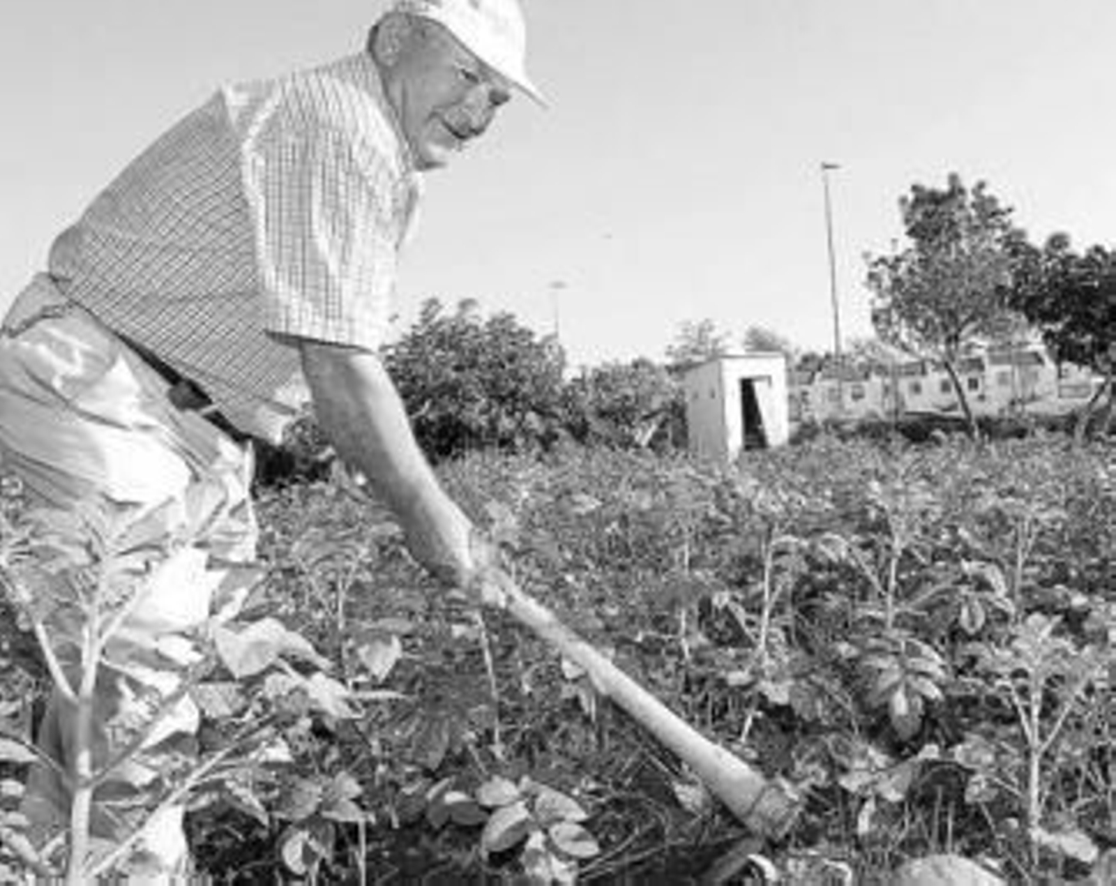 Retrospectiva de un jubilado cuidando su huerto de ocio antes de que estos fueran erradicados.