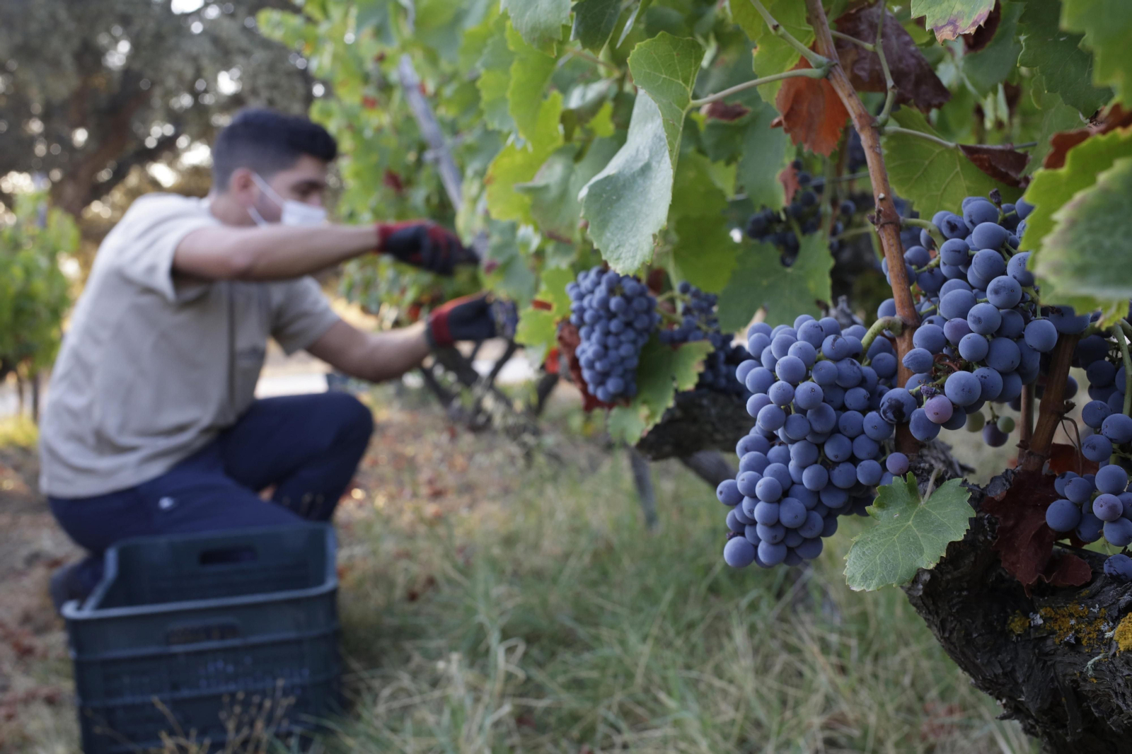 Vendimia en la bodega La Melonera.