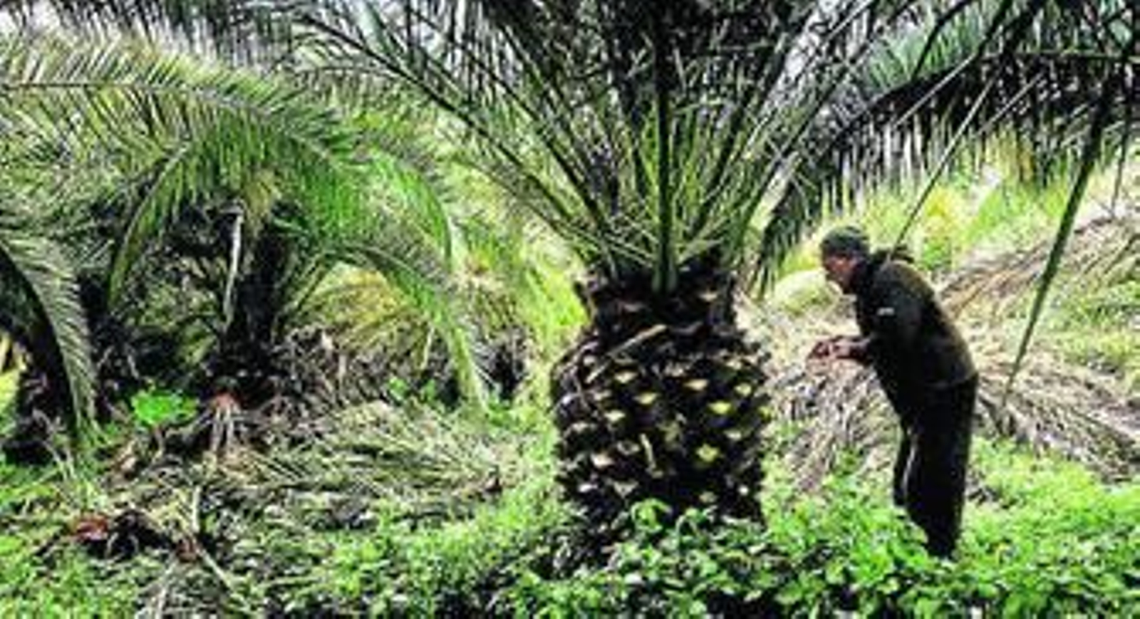 Contra el picudo rojo: la criatura más fascinante de este documental.