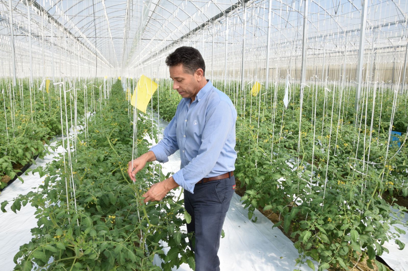 Biosabor: el tomate es la gran estrella