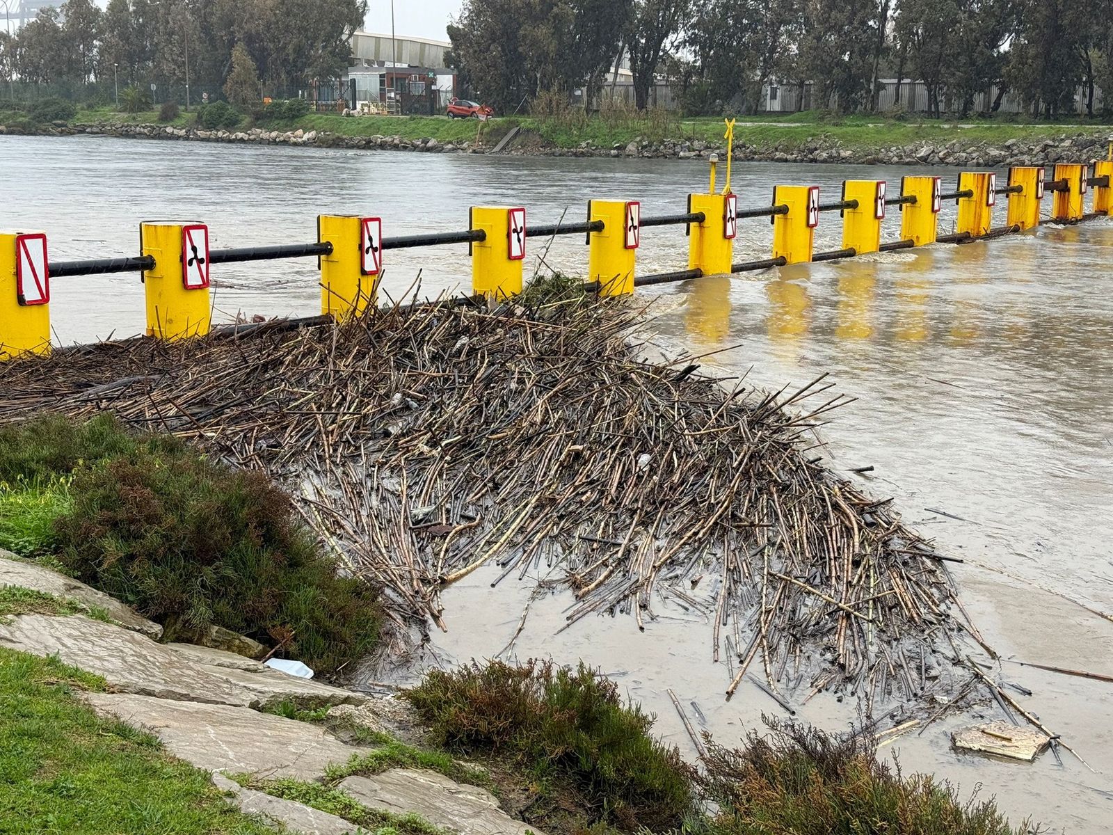 Maleza acumulada en la barrera del río Guadarranque.