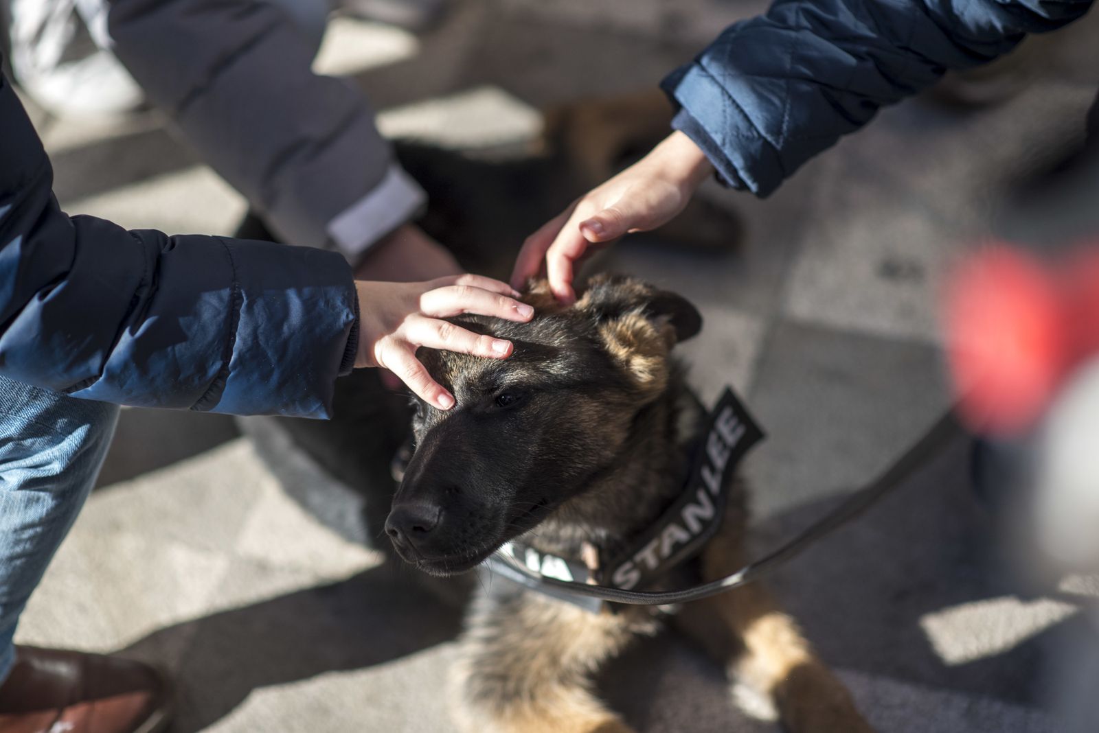 Las imágenes del Día sin coches